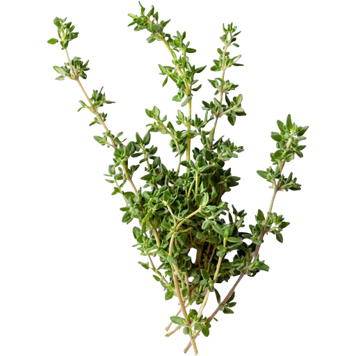 Thyme